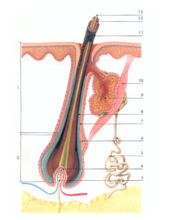 Estructura anatomica del pelo